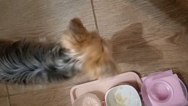 Ужин для йорков