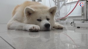 Севастопольская госветслужба проводит бесплатное чипирование питомцев