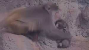 Сироту-макаку Панча крепко обняла взрослая обезьяна