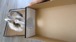 🎬 Пушистики в кино! DIY проектор для веселья