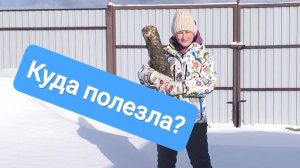 КУДА ПОЛЕЗЛА? 21 февраля 2026 года. Трудно пробираться.