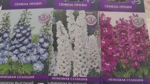Выращивание дельфиниума из семян. Новый способ стратификации семян дельфиниума #дельфиниум #посев