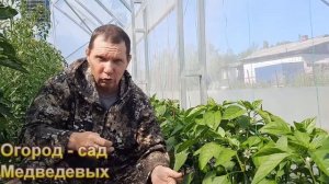 Несколько правил для урожайного перца