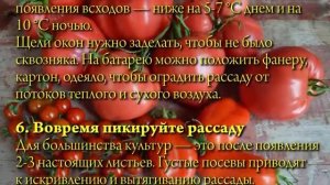 8 золотых правил выращивания рассады