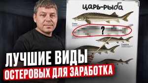 Все виды осетровых за 13 минут. Какую рыбу выбрать для разведения в УЗВ в 2026?