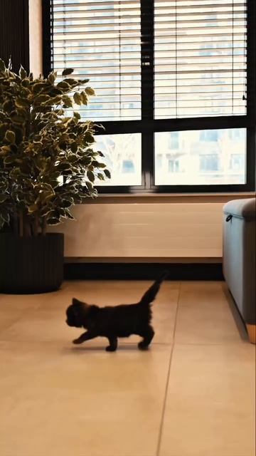 Самые милые покупатели