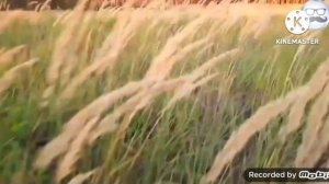 Побег от Страуса (Add, round 5-6)