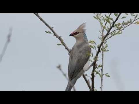 Константин Бальмонт Живи смотреть онлайн