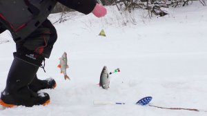 На льду Западной Двины|Ловля на донки и жерлицы не разочаровала.