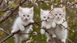 Котики пуховые