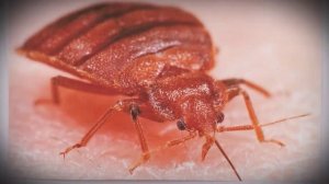 Возвращение клопов: Они не исчезнут