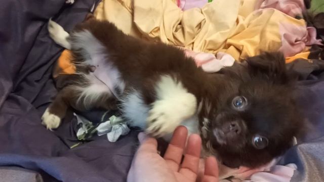 щенки Самая ласковая #чихуахуа на Свете Глаша #купить_щенка_чихуахуа_продаю +79215950848 смотреть онлайн