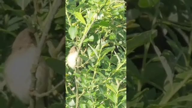 птички.mp4 смотреть онлайн