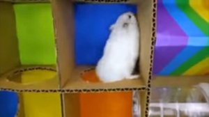 хомячок в лабиринте!