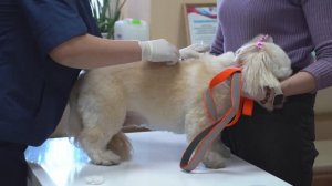 Чип поможет Забайкальцам найти пропавшую собаку