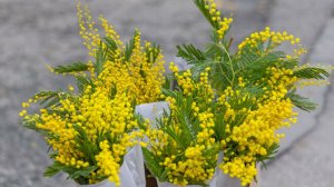 Яркую мимозу собирают в Сочи для продажи в российских регионах