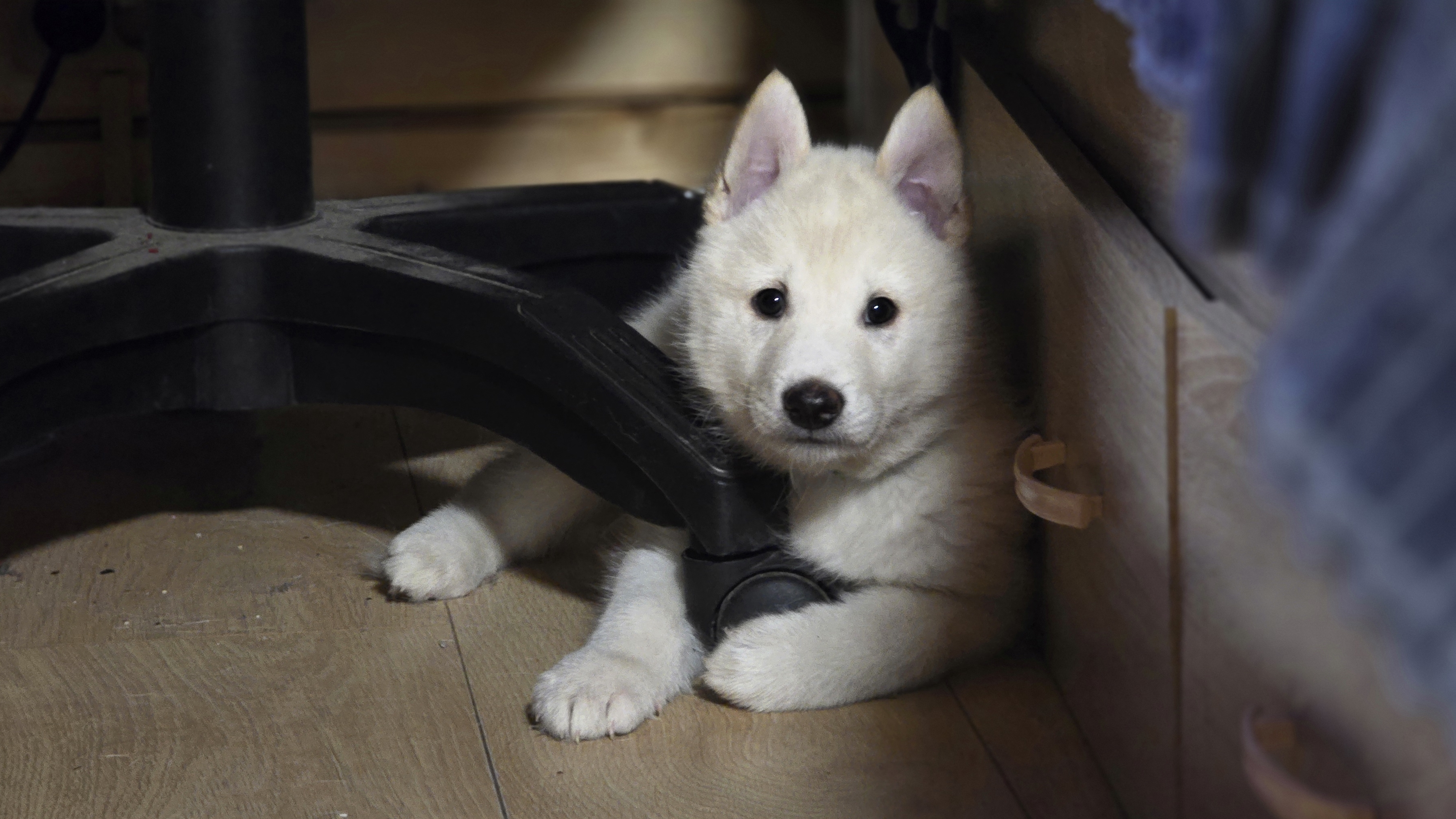 Первое утро с щенком