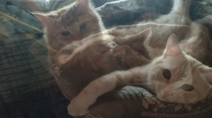 Кеша и Персик в одной лежанке. Мимишное видео