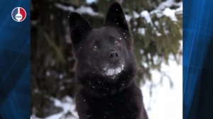 Первоуральский приют безнадзорных собак: В жизни Шипы появился тот самый человек