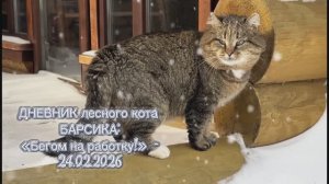 ДНЕВНИК лесного кота БАРСИКА: «Бегом на работку!» - 24 февраля 2026