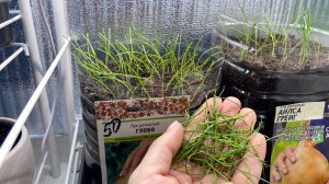 Первая стрижка рассады лука.