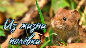 Из жизни полёвки From the life of a vole