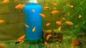 УФ-лампа 13Вт, стерилизация  аквариума.