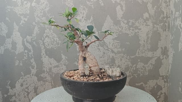 Фикус Гинсенг. Часть 6