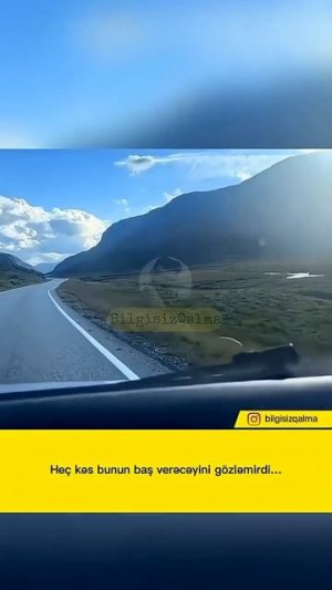 Прекрасный отклик от овец.