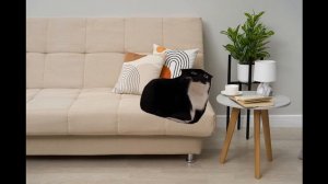 кот maxavell танцует