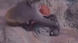 Весь мир этого ждал: сироту Панча начали принимать в стае. Теперь малыша не гоняют, а  защищают