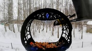 Птички 22.02.2026