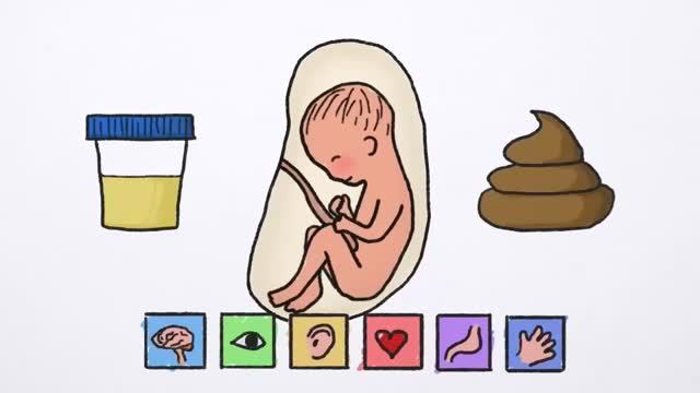 Испражняются ли эмбрионы в утробе матери? смотреть онлайн