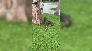 Полосатый варан.Борьба за добычу.Продолжение.