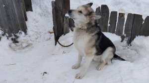 Собаку бросили зимой на даче,едем кормить...Хозяева которых нет...Смотрим...