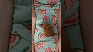 Мои хамстеры!!!! Коси(косулька) и истории Стрелки и Орешка