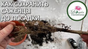 КАК СОХРАНИТЬ РАСТЕНИЯ, ПРИОБРЕТЕННЫЕ СЛИШКОМ РАНО