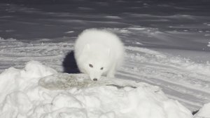 Песец Вася - диверсант | Сезон перемета чуть не завершился | Проверка 25.02.2026