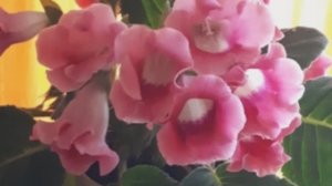 2261.  Рассадный 2026 г. Избавляюсь от почвенной мушки.