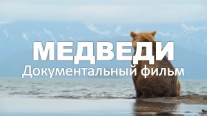 МЕДВЕДИ 4K | Документальный фильм | Дикая природа | Животный мир.