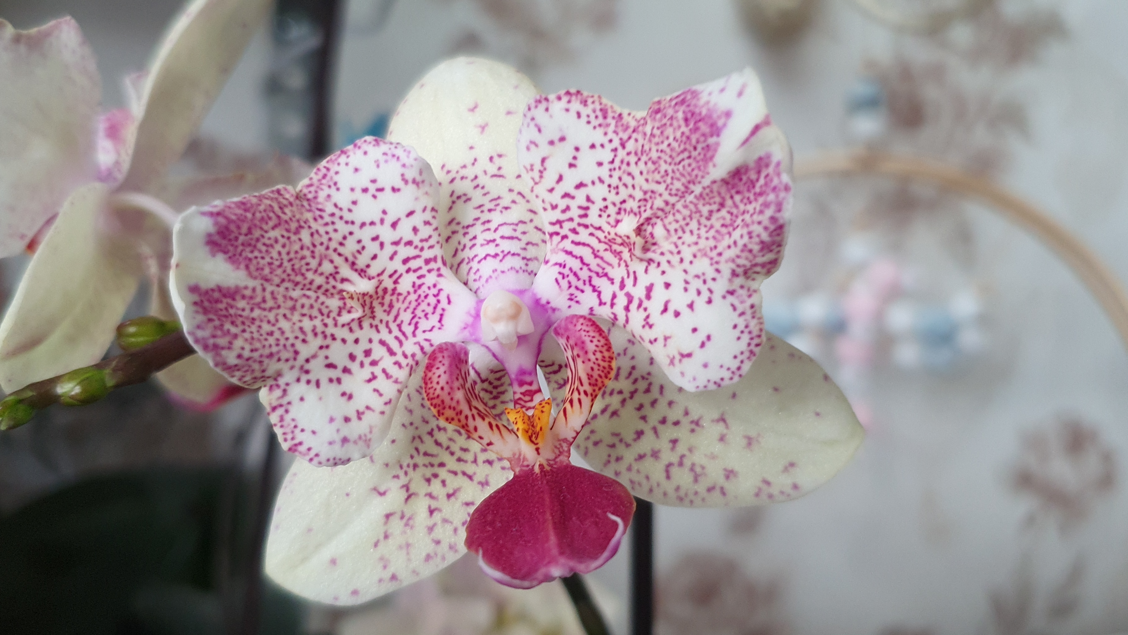 Удобрение для орхидей, чем оно лучше. Цветение орхидей в конце февраля 2026г. смотреть онлайн