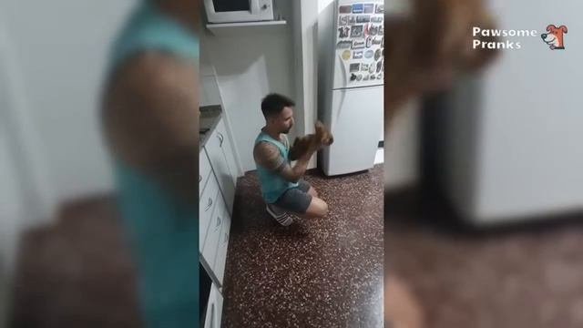 Вы умрете, смеясь над этими животными 😹🐶 Подборка самых смешных моментов с кошками и собаками 🐾 смотреть онлайн