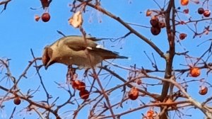 Снегири и свиристели пообедать прилетели!!!