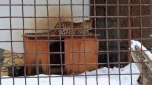 25022026г Леопард ПоршАктивности нетхолод и сыростьснега добавилось [get.gt]