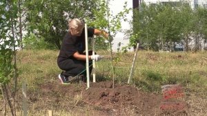 Сделать озеленение Братска более масштабным во всех районах - поручение депутатов к администрации