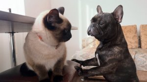 Часть 50. Егор и Шани снова смогут ходить в лес вместе, (если Шани будет не против)