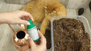 25 лет сажаю томаты таким способом; Рассада всегда низкая, здоровая и урожая в 2 раза больше!