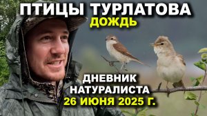 Птицы Туралтова. Дождь. 26 июня 2025 г.