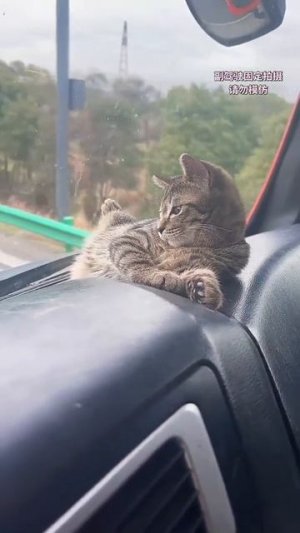 Дальнокотики