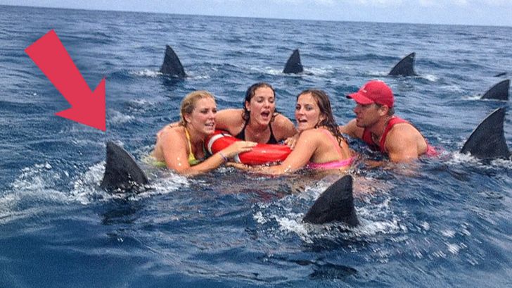 Дельфины образовали круг 🐬 Страшная причина раскрыта смотреть онлайн